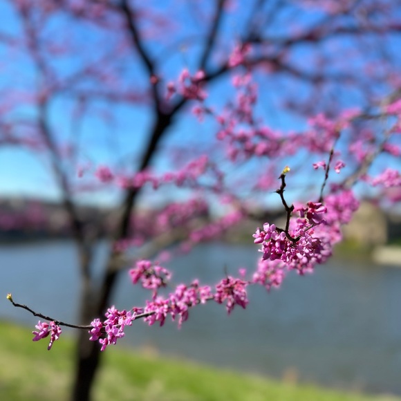 About Lyla - Picture 4 of 4